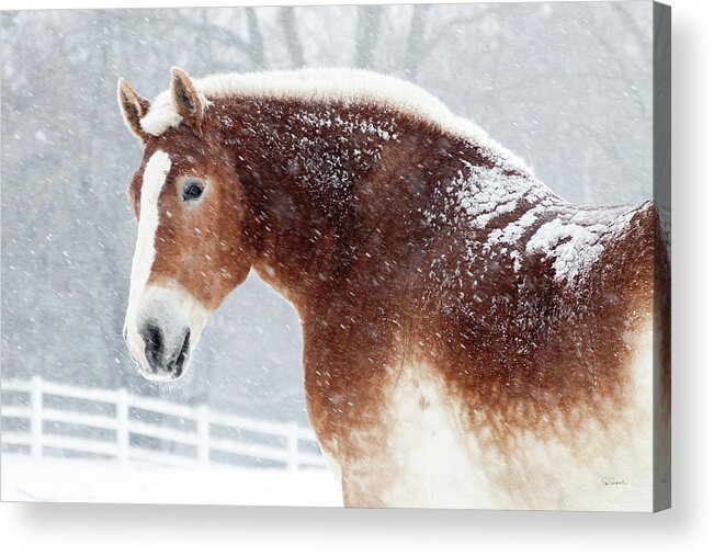 Animal Acrylic Print featuring the painting Snowy Draft Horse by Sue Schlabach