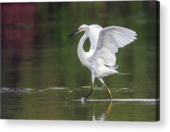 Snowy Egret Acrylic Print featuring the photograph Snowy Egret 2746-071219 by Tam Ryan