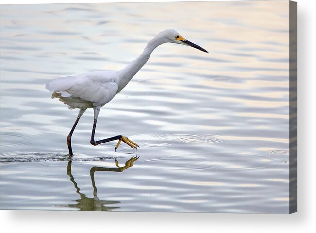 Snowy Egret Acrylic Print featuring the photograph Snowy Egret 3013-072319 by Tam Ryan