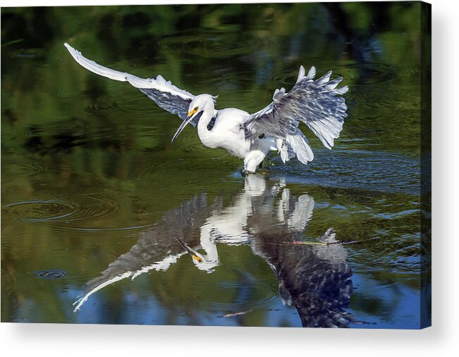 Snowy Egret Acrylic Print featuring the photograph Snowy Egret 8422-061819 by Tam Ryan
