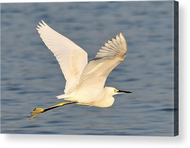 Snowy Egret Acrylic Print featuring the photograph Snowy Egret WIngs by Kim Bemis