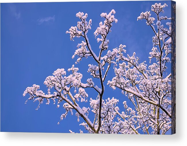 Snowy Tree Branches Acrylic Print featuring the photograph Snowy Tree Branches by Cora Niele