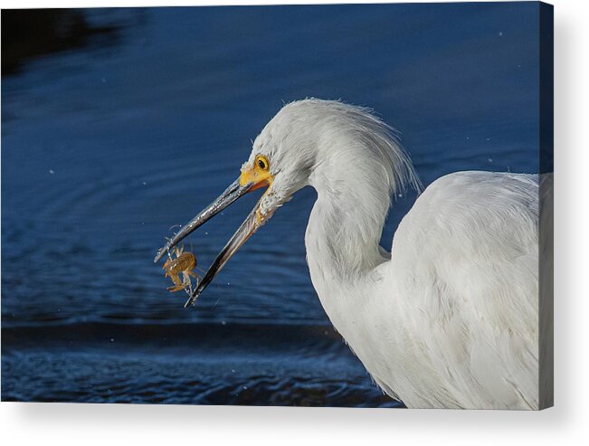 Snowy White Egret Acrylic Print featuring the photograph Snowy White Egret 2 by Rick Mosher