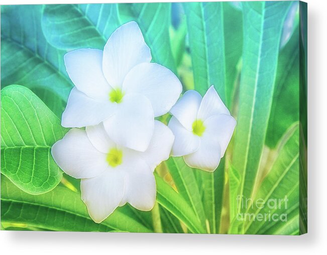 Botanical Acrylic Print featuring the photograph Soft and Light 12 by Becqi Sherman
