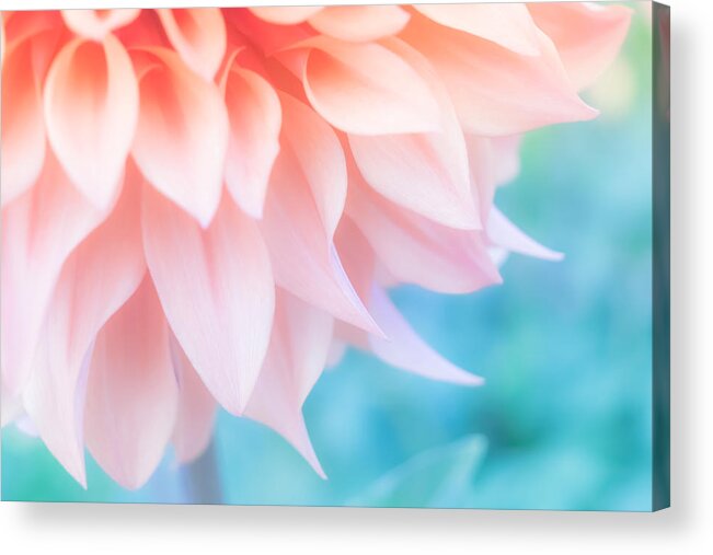 Living Coral Acrylic Print featuring the photograph Soft Peachy Dahlia by Bonnie Bruno