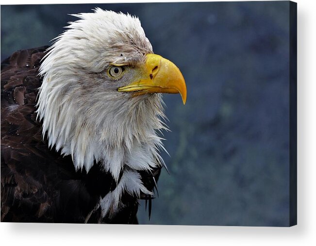 Wildlife Acrylic Print featuring the photograph Soggy Eagle 2 by Michelle Pennell