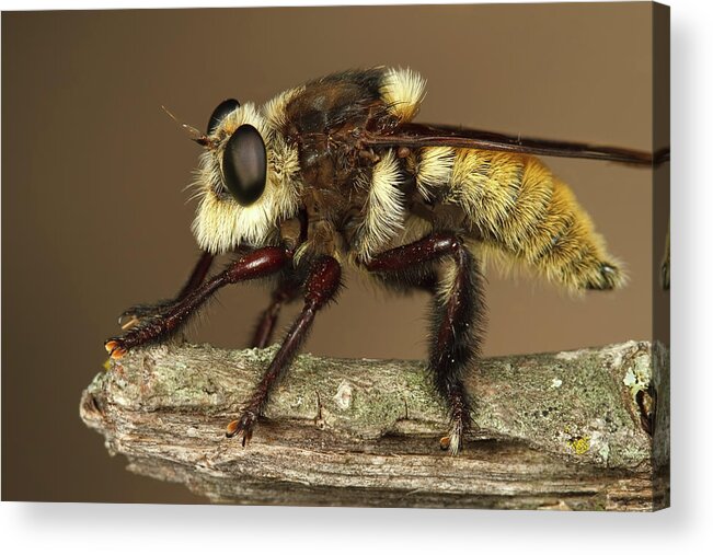 Round Rock Acrylic Print featuring the photograph Southern Bee Killer Robber Fly by © Roy Niswanger - Motleypixel.com