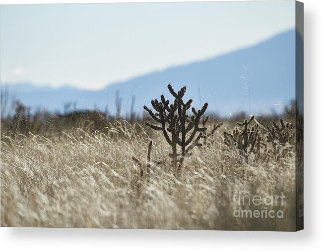 New Mexico Desert Acrylic Print featuring the photograph Southwest Cactus In Grass by Robert WK Clark