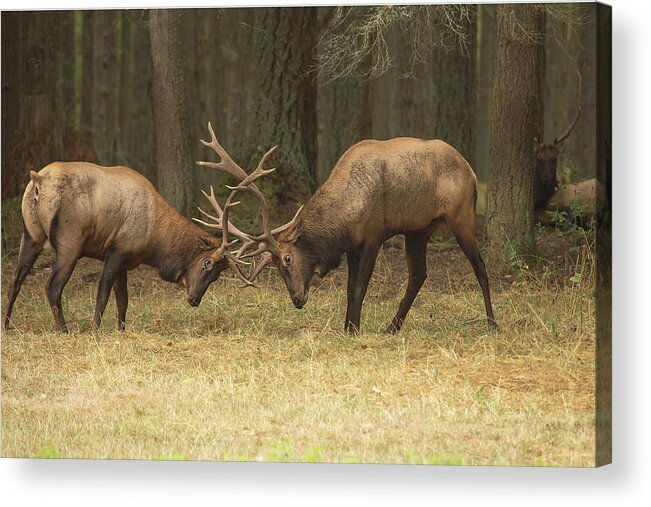 Wildlife Acrylic Print featuring the photograph Sparring by Bob Cournoyer