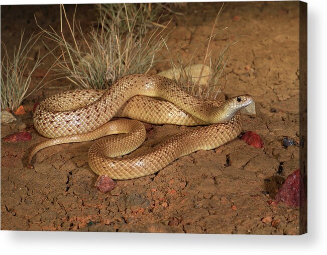 Animal Acrylic Print featuring the photograph Speckled Brownsnake Male, Morph With Reticulated Pattern. by Robert Valentic / Naturepl.com