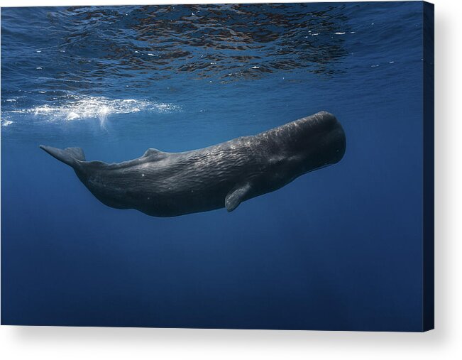 Whale Acrylic Print featuring the photograph Sperm Whale by Barathieu Gabriel