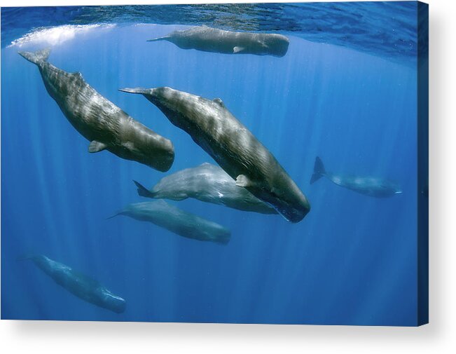 Diving Acrylic Print featuring the photograph Sperm Whales by Cdric Pneau