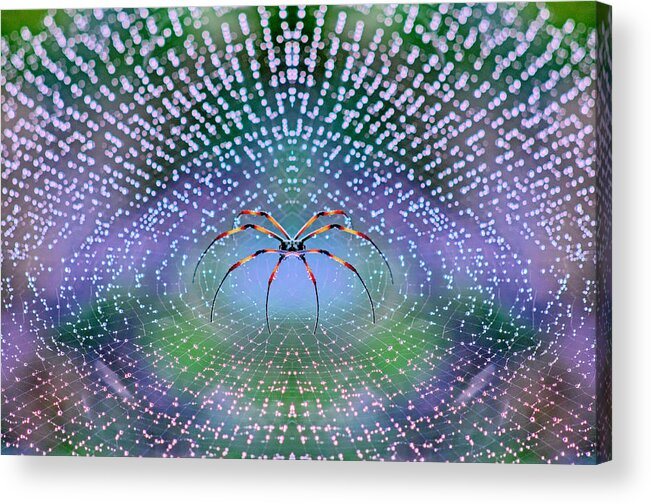 Spider Acrylic Print featuring the photograph Spider by Thomopoulos