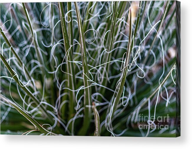 Abstract Acrylic Print featuring the photograph Spiky Abstract Plant with Dry Brush Effect by Roslyn Wilkins