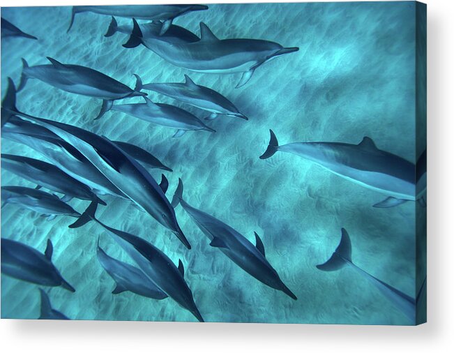 Underwater Acrylic Print featuring the photograph Spinner Dolphins by M Swiet Productions