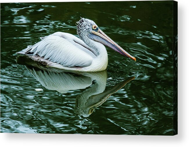 Animal Themes Acrylic Print featuring the photograph Spot-billed Pelican by (c) Niranj Vaidyanathan V.niranj@gmail.com