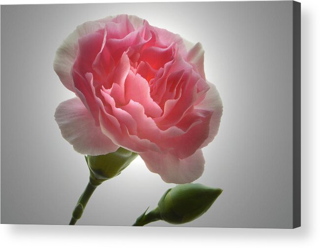Carnation Acrylic Print featuring the photograph Spotlight On Carnation by Terence Davis