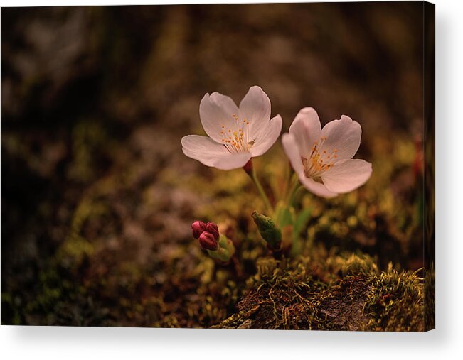 University Of Washington Acrylic Print featuring the photograph Spring Arrival in Seattle by Dan Mihai