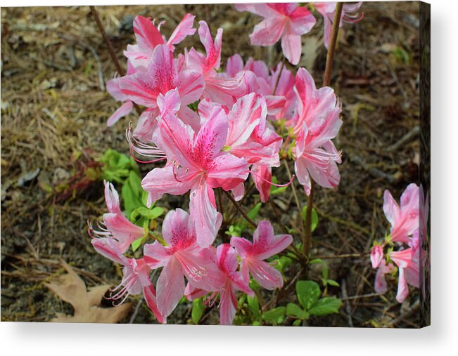 Azalea Acrylic Print featuring the photograph Spring Azaleas in Pink by Nicole Lloyd