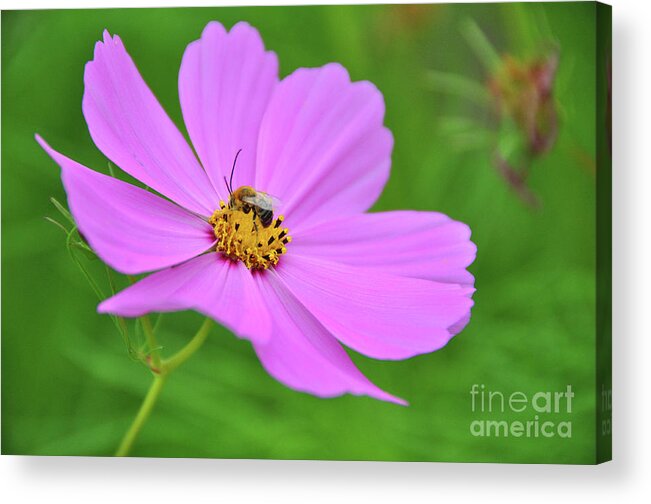 Bee Acrylic Print featuring the photograph Spring Bee by Randall Dill