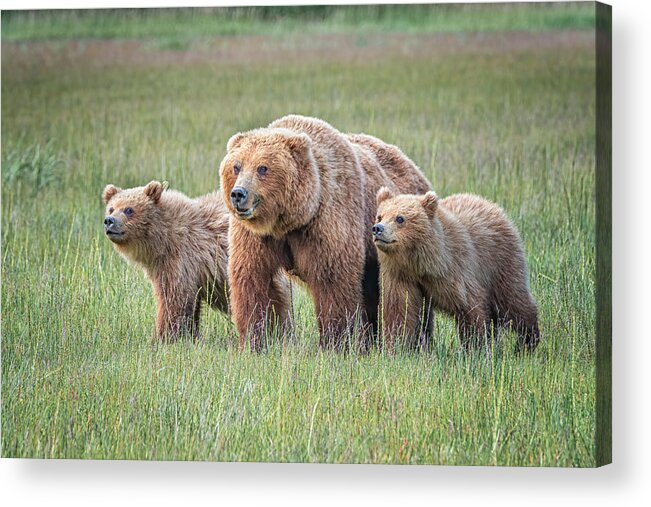 Bear Acrylic Print featuring the photograph Spring Cubs And Mom by Jeffrey C. Sink
