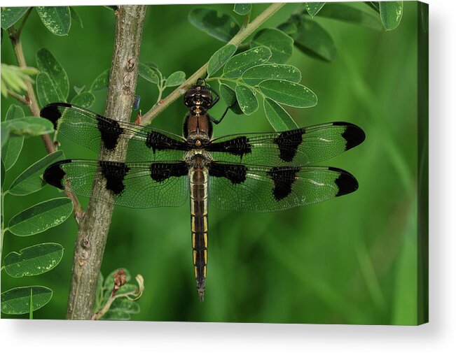 Dragonfly Acrylic Print featuring the photograph Spring Flowers 047 by Gordon Semmens