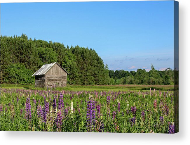 Lupine Acrylic Print featuring the photograph Spring Lupine Barn 34 by Brook Burling