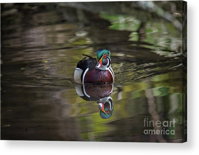 Wood Duck Acrylic Print featuring the photograph Spring Splendor by Craig Leaper
