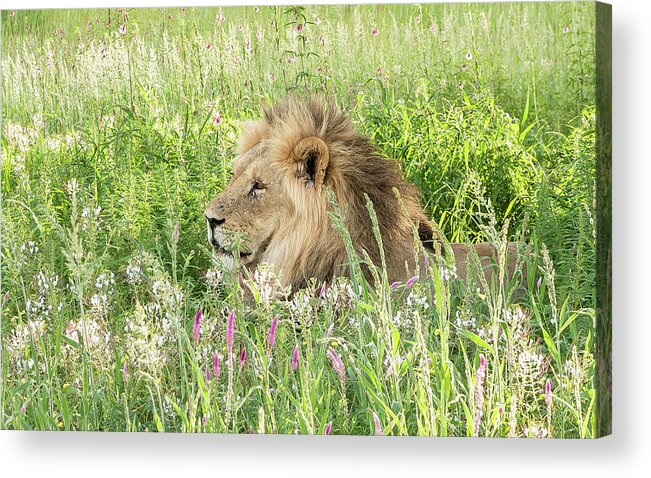 Lion Acrylic Print featuring the photograph Springtime in the Kgalagadi by Hamish Mitchell