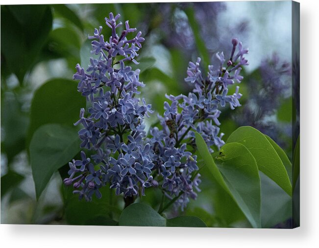 Close Up Acrylic Print featuring the photograph Springtime Lilac by Jeff Folger