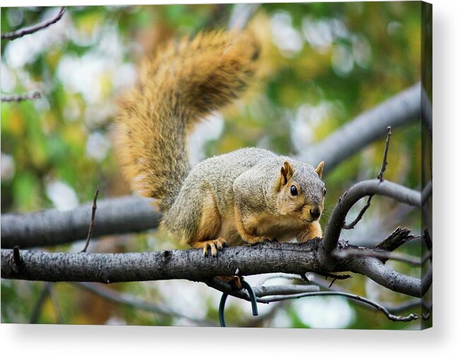 Fox Squirrel Acrylic Print featuring the photograph Squirrel Crouching On Tree Limb by Don Northup