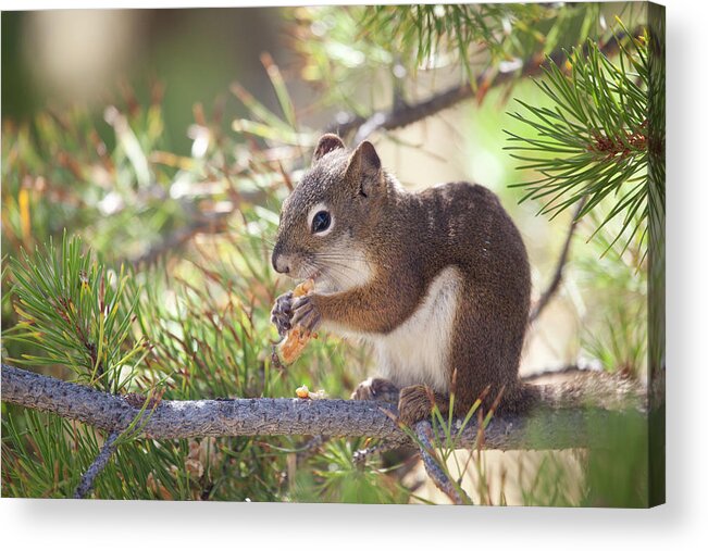 Animal Themes Acrylic Print featuring the photograph Squirrel by Nathan Blaney