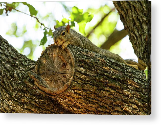 Squirrel Acrylic Print featuring the photograph Squirrel with a view by Jason Hughes