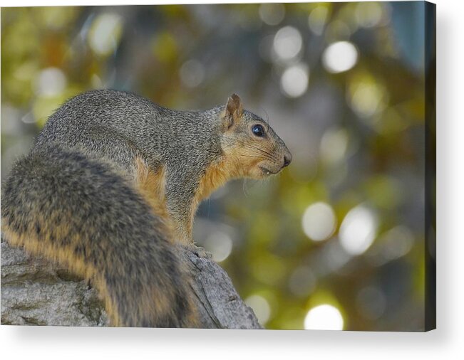 Squirrel Acrylic Print featuring the photograph Squirrely by Fraida Gutovich
