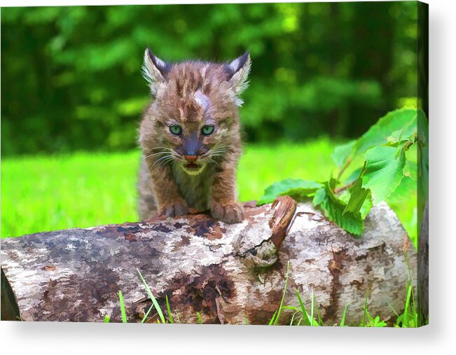 Bobcat Acrylic Print featuring the photograph Stalking mode paintography by Dan Friend