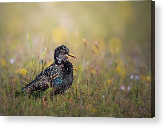 Starling Acrylic Print featuring the photograph Starling With A Mouthful by Magnus Renmyr