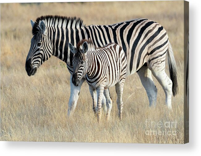 Animals Acrylic Print featuring the photograph Staying Close by Sandra Bronstein