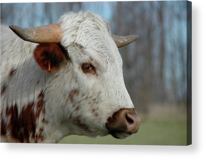 Steer Acrylic Print featuring the photograph Steer Stare Sneer by Marty Klar