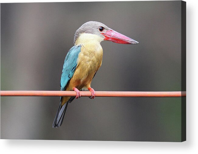 Alertness Acrylic Print featuring the photograph Stork Billed Kingfisher by Vinchel