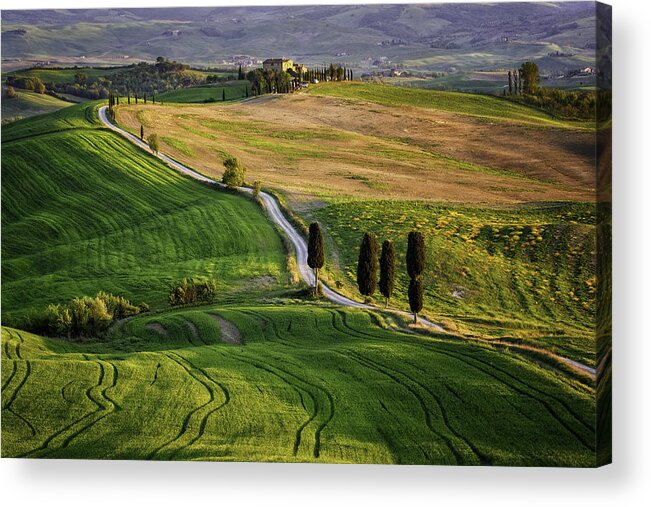 Toscana Acrylic Print featuring the photograph Strade Bianche by Sebastian Prioteasa