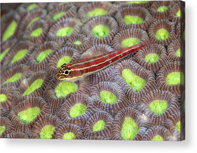 Aquatic Acrylic Print featuring the photograph Striped Triplefin by Andrew Martinez