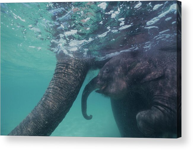 Underwater Acrylic Print featuring the photograph Submerged Indian Elephant Calf And by Volvox Volvox
