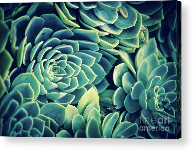 Succulent Acrylic Print featuring the photograph Succulent by Becqi Sherman