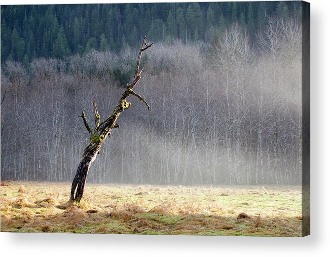 The End Acrylic Print featuring the photograph Sun Rays Shine Down Upon A Dead Tree by Ethan Welty
