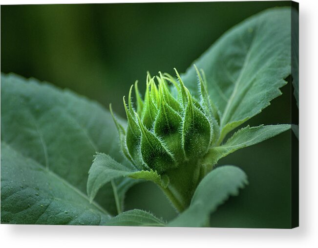 Flower Acrylic Print featuring the photograph Sunflower Bud by Don Johnson