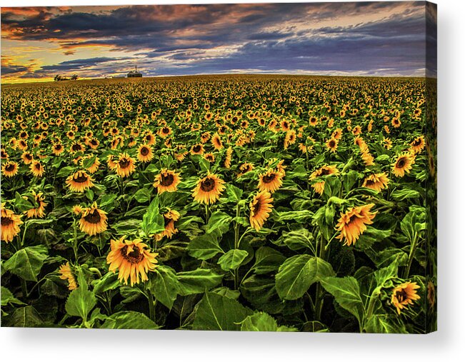 Sunflower Acrylic Print featuring the photograph Sunflower Farm 2 by Juli Ellen