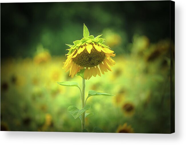 Sunflower Acrylic Print featuring the photograph Sunflower Field by Lori Rowland