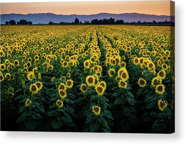 Landscape Photography Acrylic Print featuring the photograph Fields of Sunshine by Shelby Erickson
