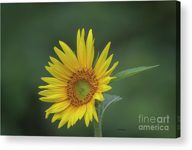 Sunflowers Acrylic Print featuring the photograph Sunflower Peaking and Visitor by DB Hayes