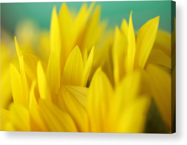 Sunflower Acrylic Print featuring the photograph Sunflowers 695 by Michael Fryd